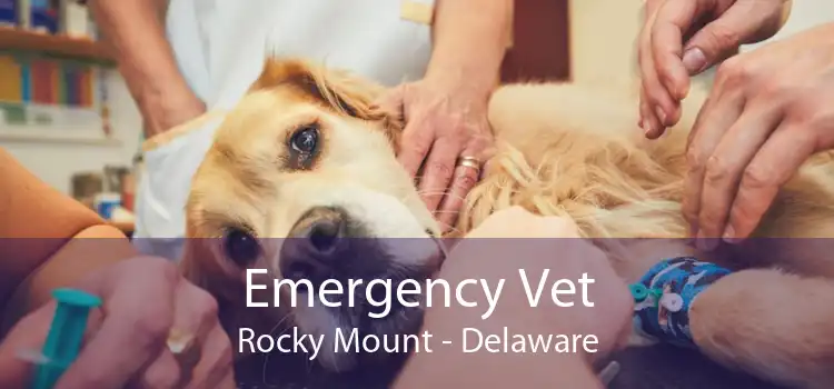 Emergency Vet Rocky Mount - Delaware