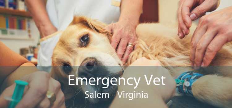 Emergency Vet Salem - Virginia