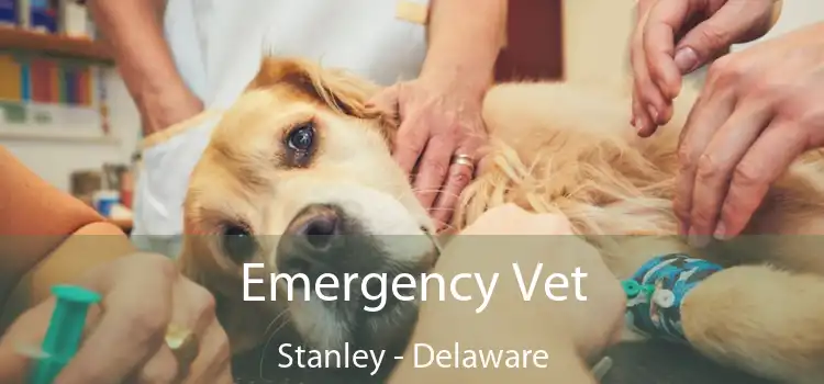 Emergency Vet Stanley - Delaware