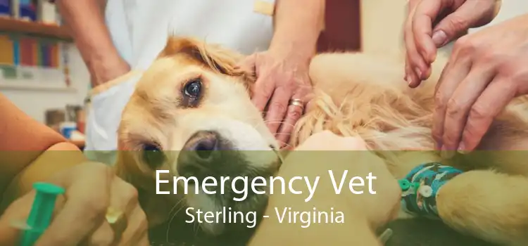 Emergency Vet Sterling - Virginia