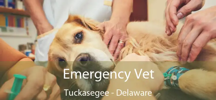 Emergency Vet Tuckasegee - Delaware