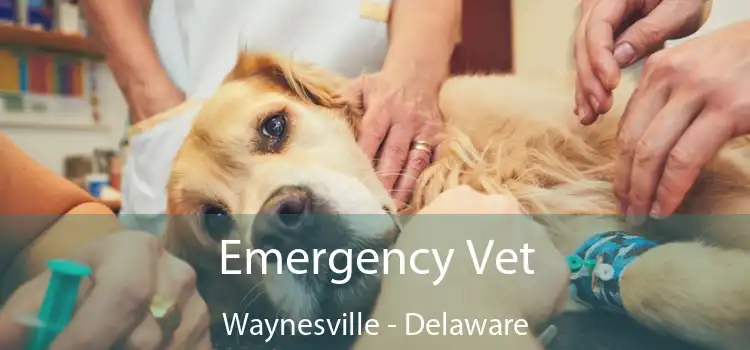 Emergency Vet Waynesville - Delaware