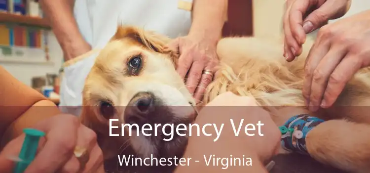 Emergency Vet Winchester - Virginia