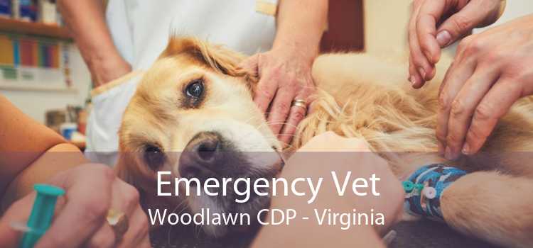 Emergency Vet Woodlawn CDP - Virginia