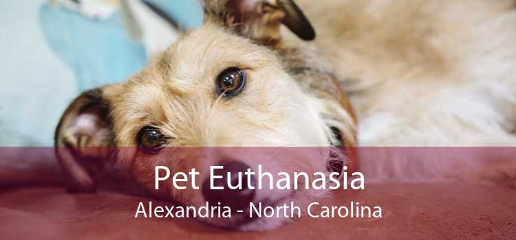 Pet Euthanasia Alexandria - North Carolina