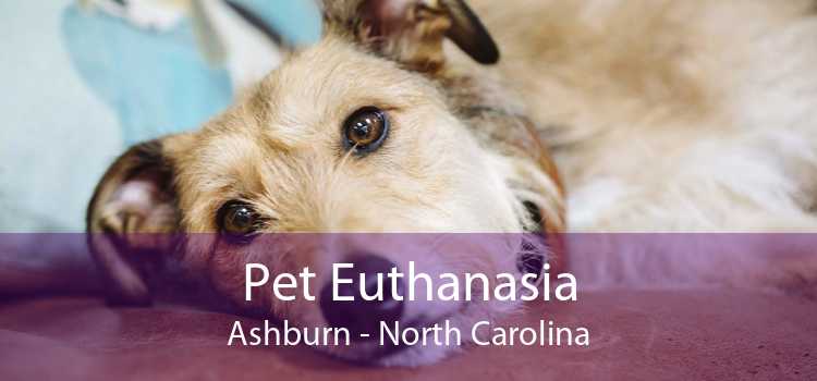 Pet Euthanasia Ashburn - North Carolina