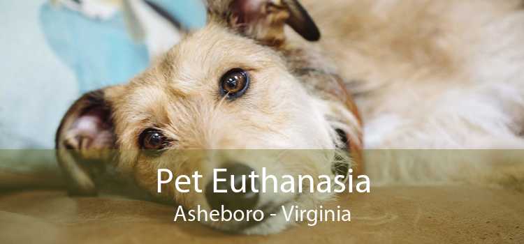 Pet Euthanasia Asheboro - Virginia
