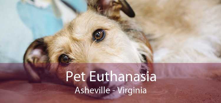 Pet Euthanasia Asheville - Virginia