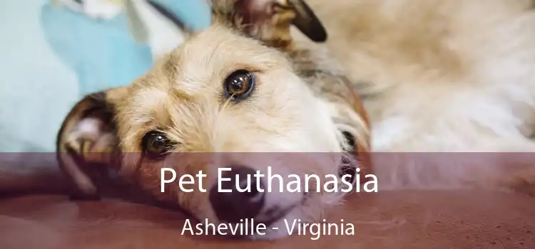 Pet Euthanasia Asheville - Virginia