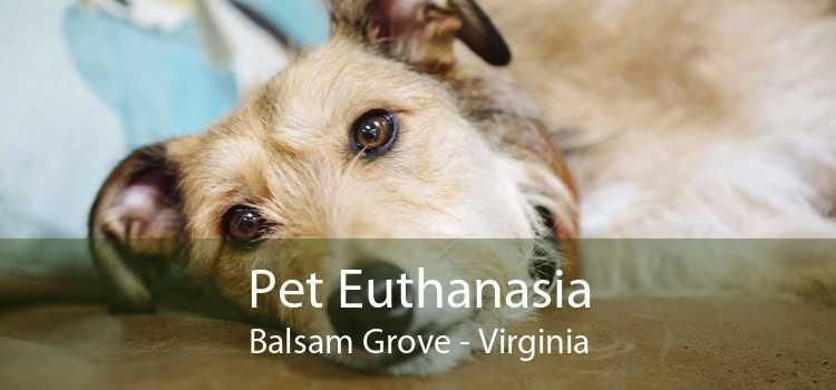 Pet Euthanasia Balsam Grove - Virginia