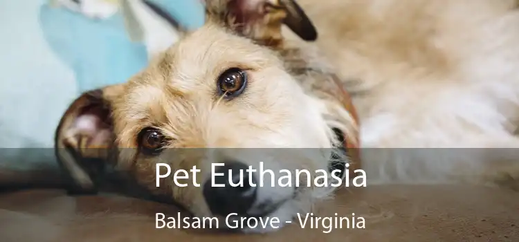 Pet Euthanasia Balsam Grove - Virginia