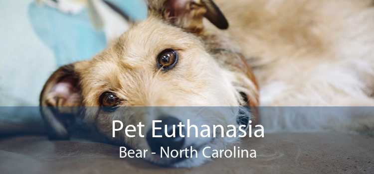 Pet Euthanasia Bear - North Carolina