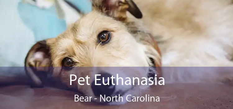 Pet Euthanasia Bear - North Carolina