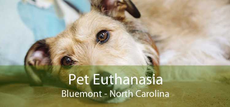 Pet Euthanasia Bluemont - North Carolina