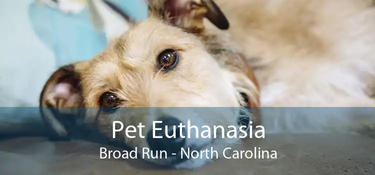 Pet Euthanasia Broad Run - North Carolina