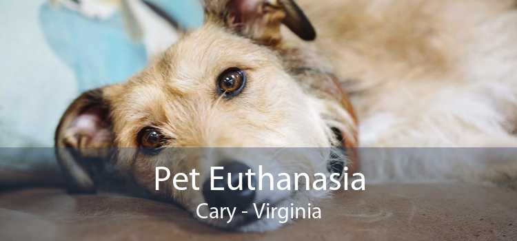 Pet Euthanasia Cary - Virginia