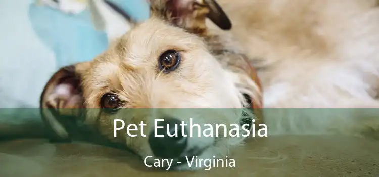 Pet Euthanasia Cary - Virginia