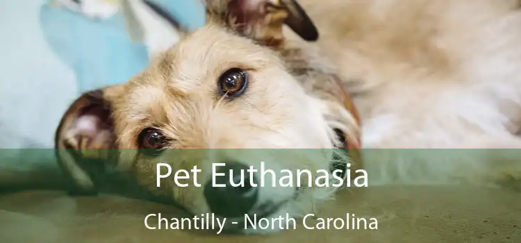 Pet Euthanasia Chantilly - North Carolina