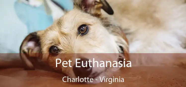 Pet Euthanasia Charlotte - Virginia