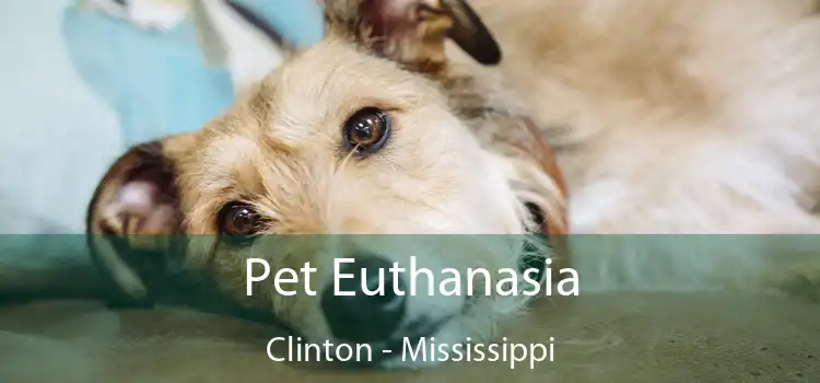 Pet Euthanasia Clinton - Mississippi