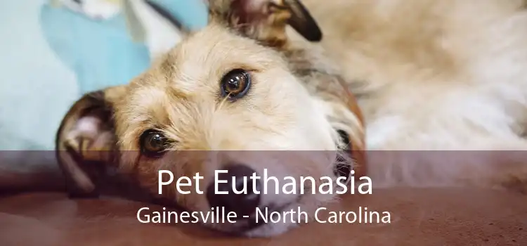 Pet Euthanasia Gainesville - North Carolina
