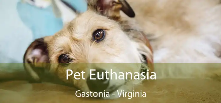 Pet Euthanasia Gastonia - Virginia