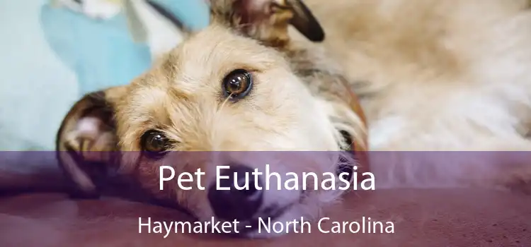 Pet Euthanasia Haymarket - North Carolina