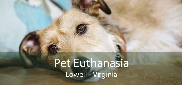 Pet Euthanasia Lowell - Virginia