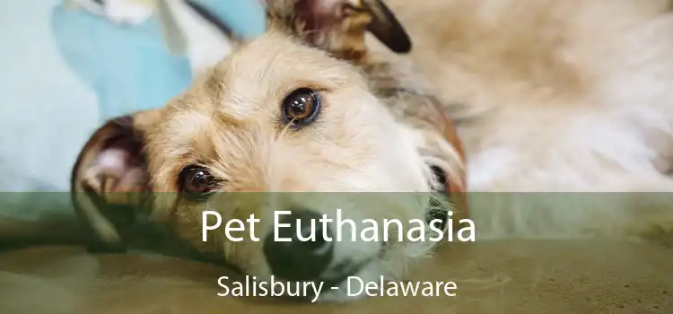 Pet Euthanasia Salisbury - Delaware