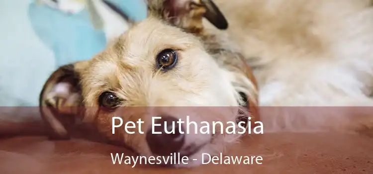 Pet Euthanasia Waynesville - Delaware