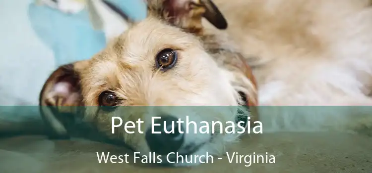 Pet Euthanasia West Falls Church - Virginia