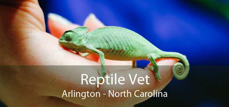Reptile Vet Arlington - North Carolina