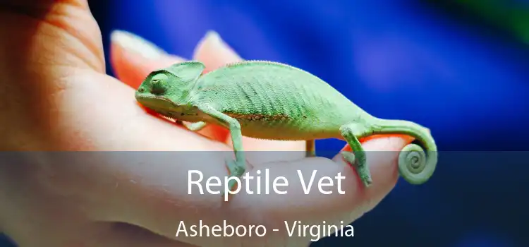 Reptile Vet Asheboro - Virginia