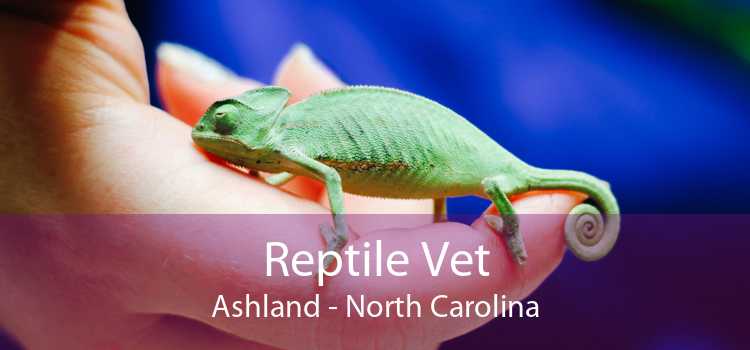 Reptile Vet Ashland - North Carolina