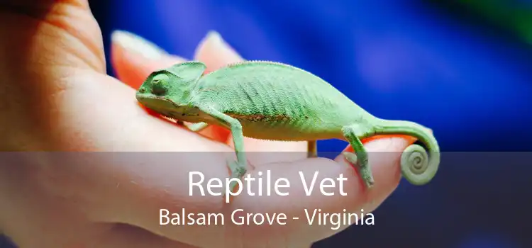 Reptile Vet Balsam Grove - Virginia