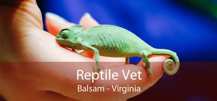 Reptile Vet Balsam - Virginia