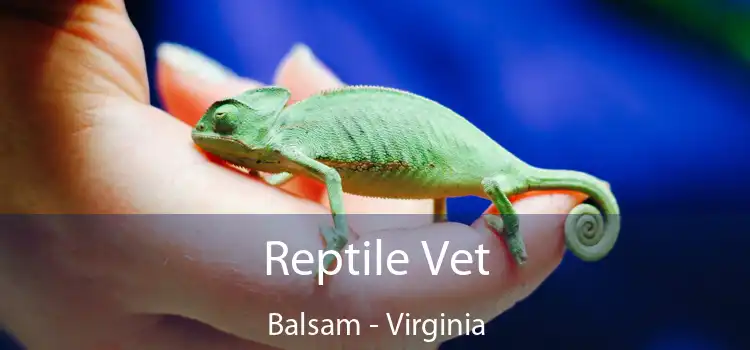 Reptile Vet Balsam - Virginia