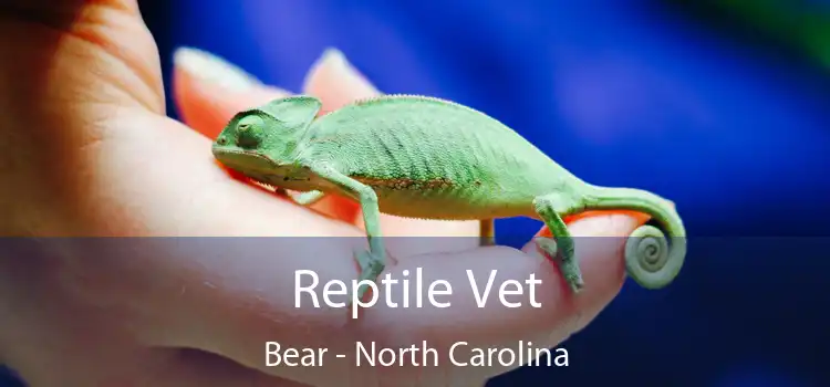 Reptile Vet Bear - North Carolina