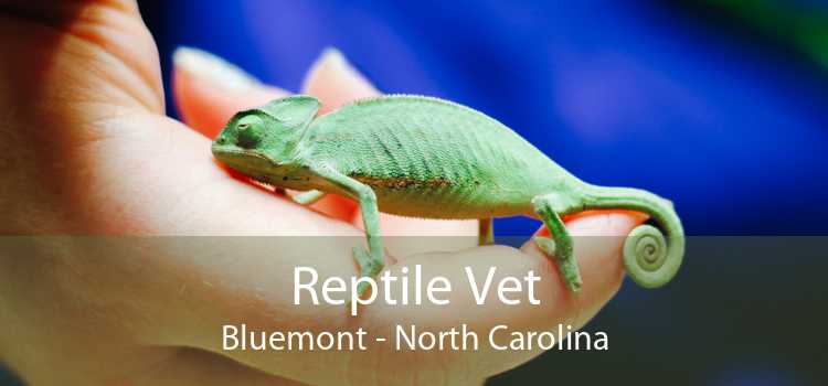 Reptile Vet Bluemont - North Carolina