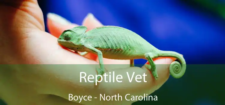 Reptile Vet Boyce - North Carolina