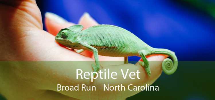 Reptile Vet Broad Run - North Carolina