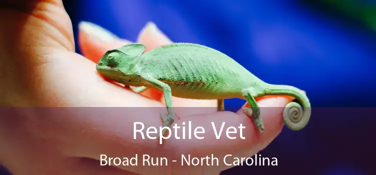 Reptile Vet Broad Run - North Carolina