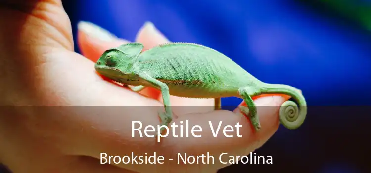 Reptile Vet Brookside - North Carolina