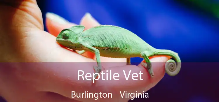 Reptile Vet Burlington - Virginia