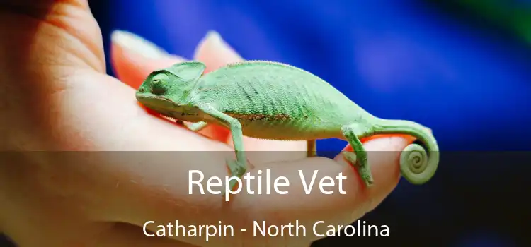 Reptile Vet Catharpin - North Carolina