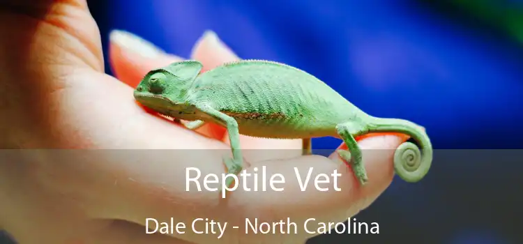 Reptile Vet Dale City - North Carolina