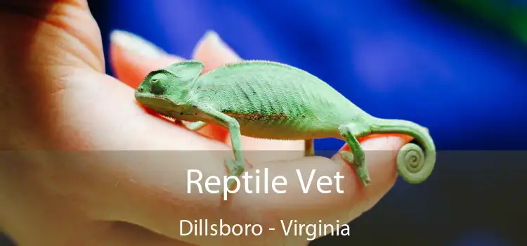 Reptile Vet Dillsboro - Virginia