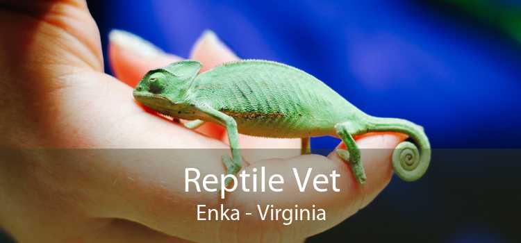 Reptile Vet Enka - Virginia