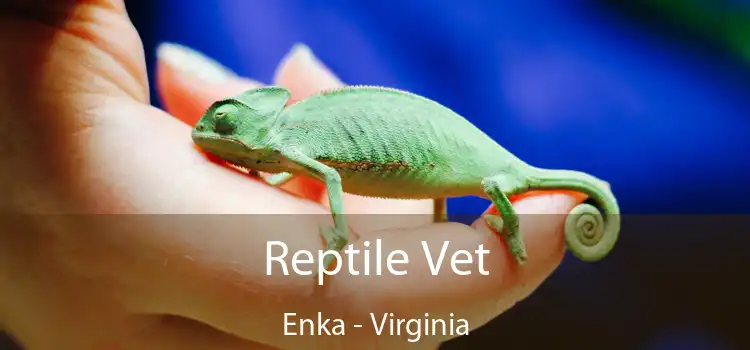 Reptile Vet Enka - Virginia