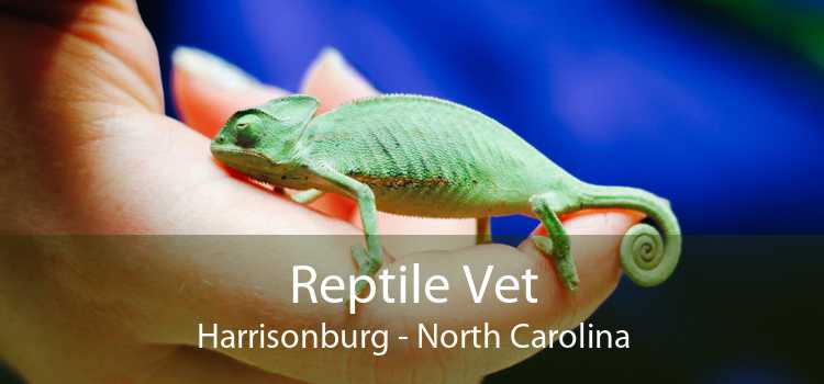 Reptile Vet Harrisonburg - North Carolina